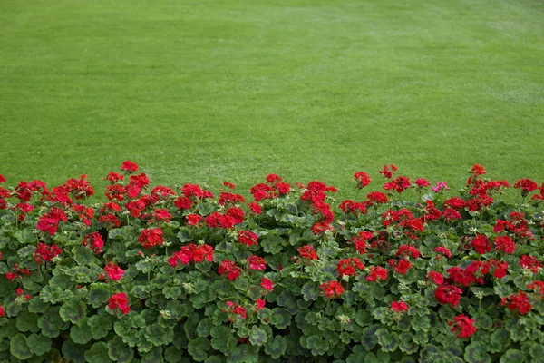 Lawn with red geraniums Stock Image