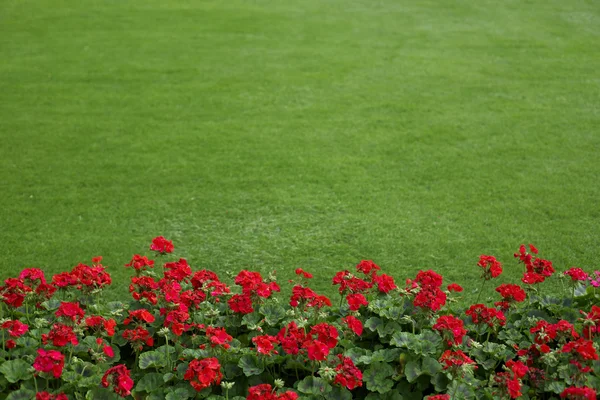 Lawn with red geraniums Stock Picture