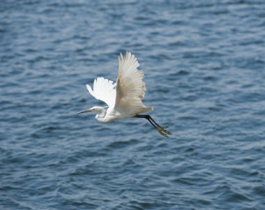 Little egret in flight clipart