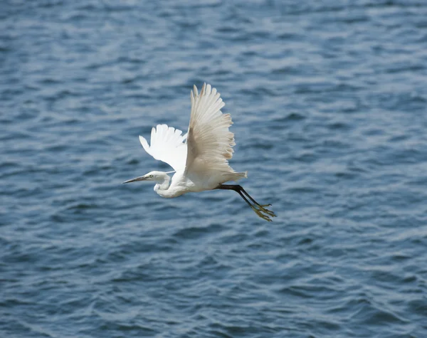 Malý Egret v letu — Stock fotografie