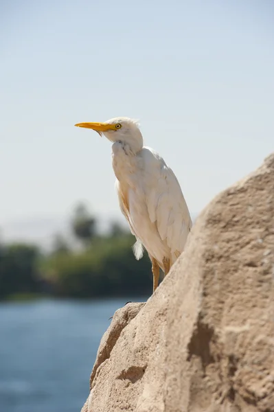 Gado egret empoleirado em uma rocha — Fotografia de Stock