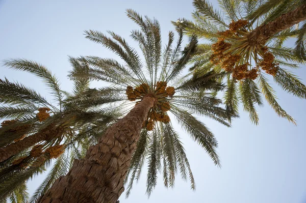 Date palm trees — Stock Photo, Image