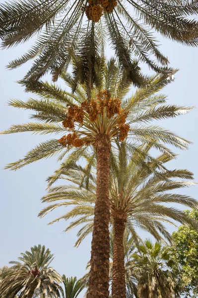 Fecha palmeras — Foto de Stock