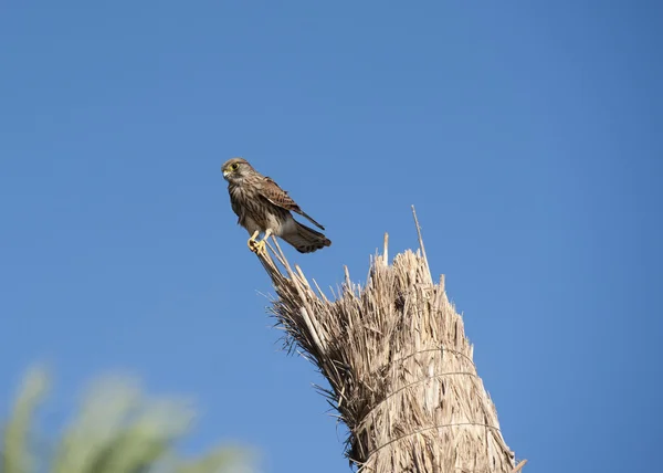 Female kestrel on perch looking for prey — Stock Photo, Image