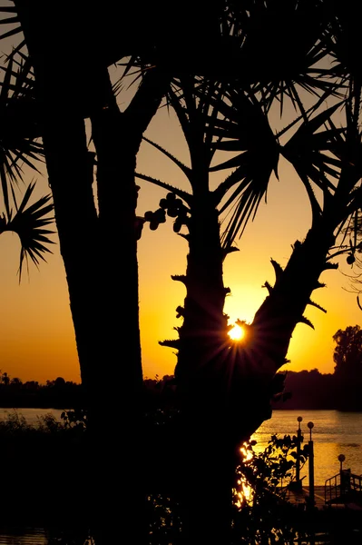 Pôr do sol através de palmeiras — Fotografia de Stock