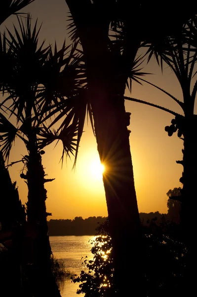 Západ slunce skrze palmy — Stock fotografie