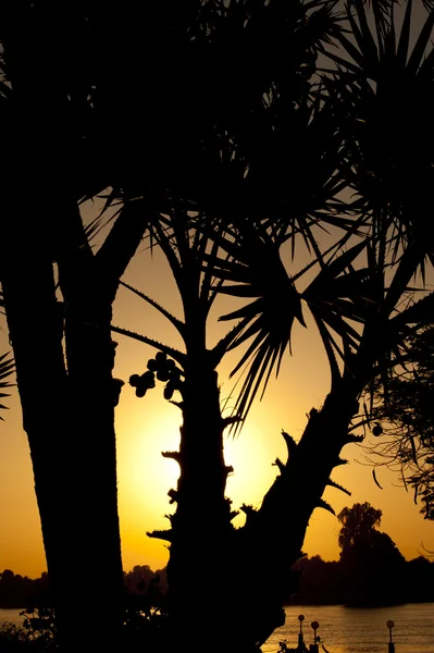 通过棕榈树日落 — 图库照片