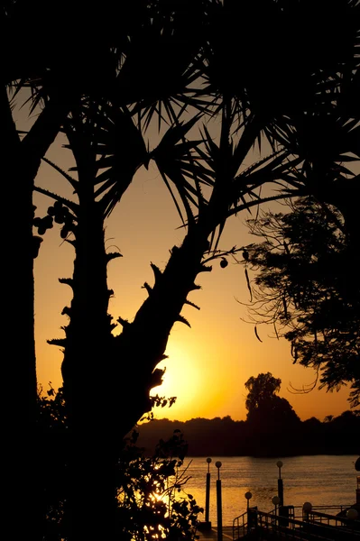 Západ slunce skrze palmy — Stock fotografie