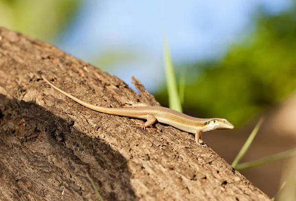 Egyptian lizard on a tree — Stock Photo, Image