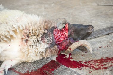 Sheep being traditionally killed for the Eid festival clipart