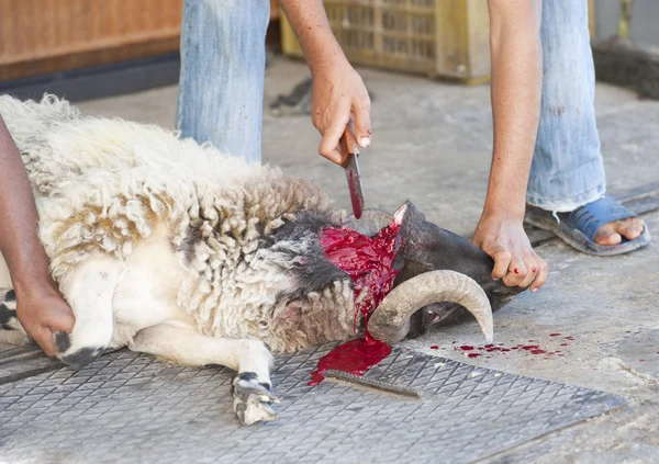Schapen worden traditioneel gedood voor de eid-festival — Stockfoto
