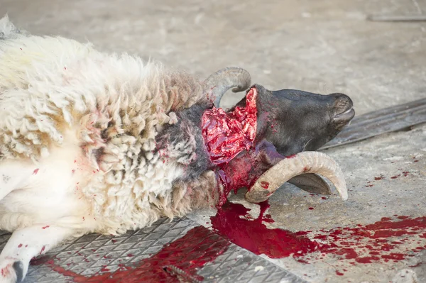 Овец традиционно убивают на празднике Пасхи — стоковое фото