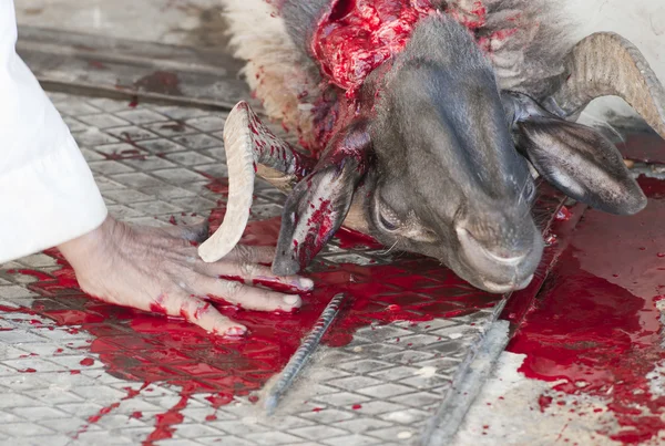 Мусульманский клирик кладет руку в кровь свежеубитых говнюков — стоковое фото
