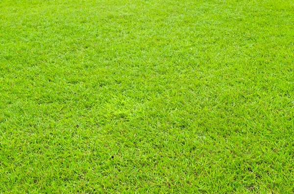 Ljusa gröna gräset — Stockfoto
