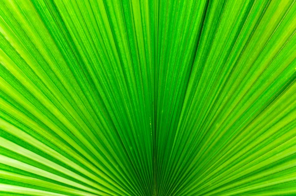 明亮的绿色棕榈叶的线 — 图库照片