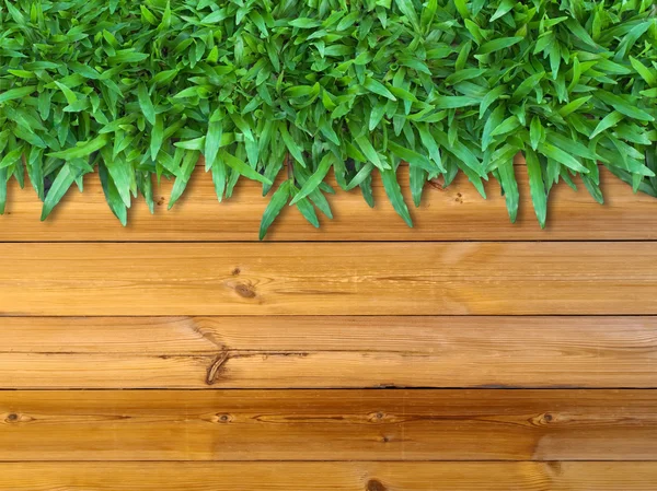 Top grama verde em madeira — Fotografia de Stock
