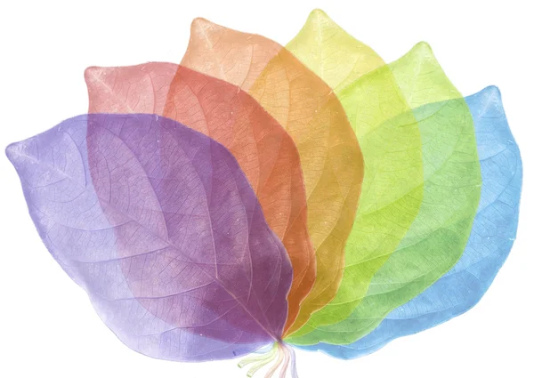 Sześć kolorowych liści ustawione — Zdjęcie stockowe