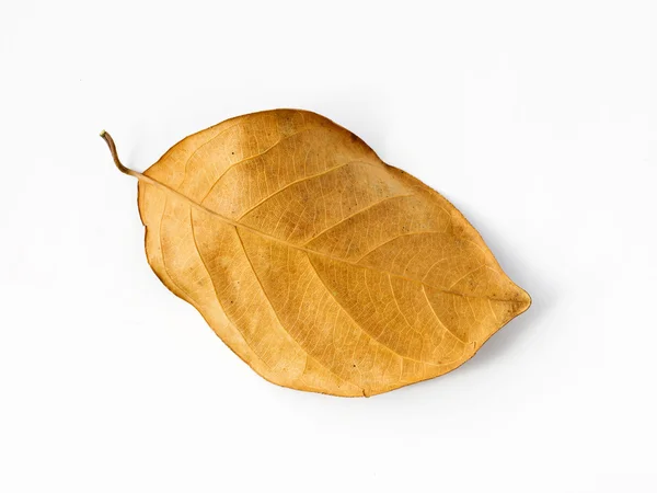 Beyaz zemin üzerinde kahverengi kuru yaprak — Stok fotoğraf