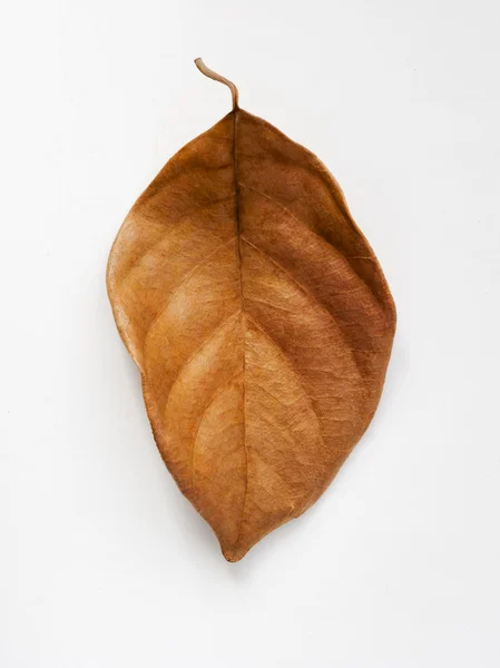 Brązowy suchy liść na białym tle — Zdjęcie stockowe