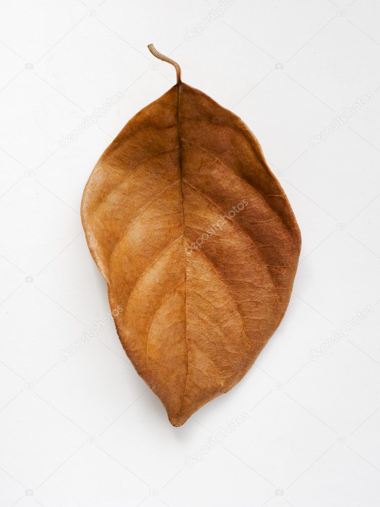 Brown dry leaf on a white background