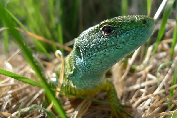 在大自然中的绿色蜥蜴 免版税图库图片