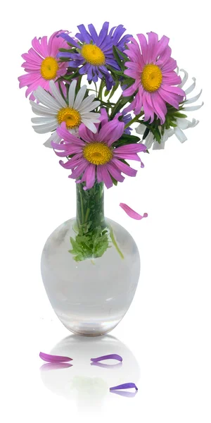 Beautiful bouquet of asters in vase with falling petals — Stock Photo, Image