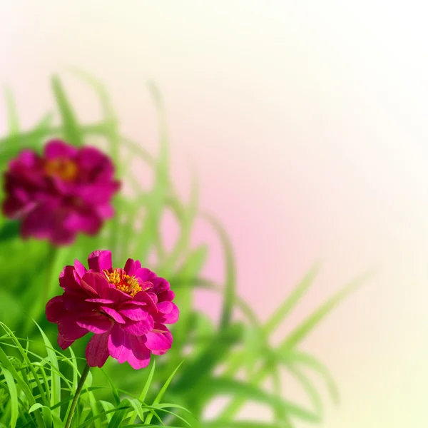 Hermosas zinnias en el prado de verano — Foto de Stock