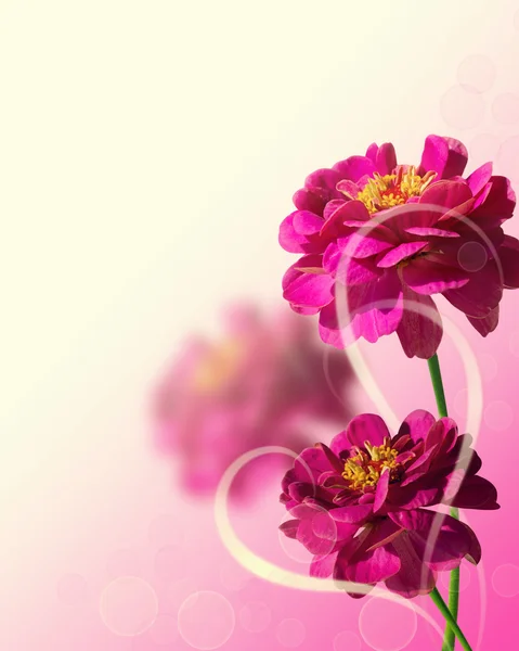 Hermosas zinnias rosadas — Foto de Stock