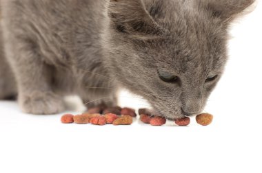 Grey kitten eating dry cat food clipart