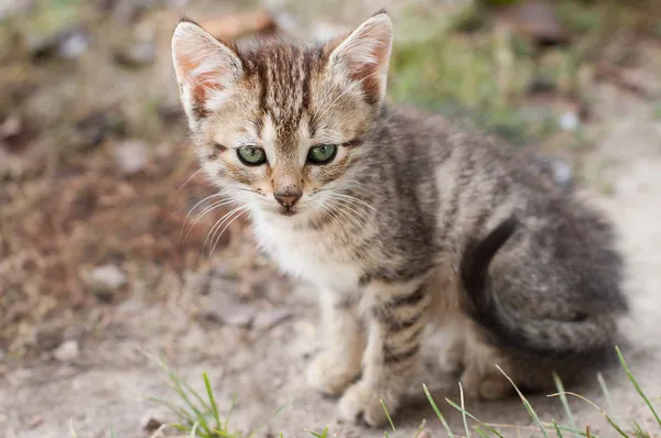 Yolu oturan küçük bir aylık kedi — Stok fotoğraf