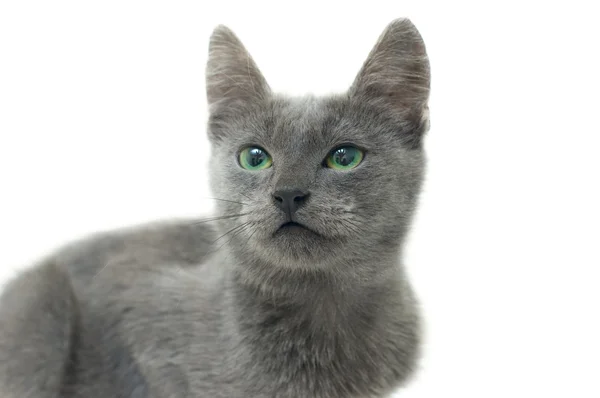 Серый котенок с зелеными глазами — стоковое фото