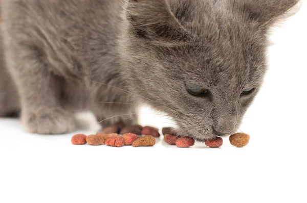 Gatito gris comiendo comida seca para gatos — Foto de Stock
