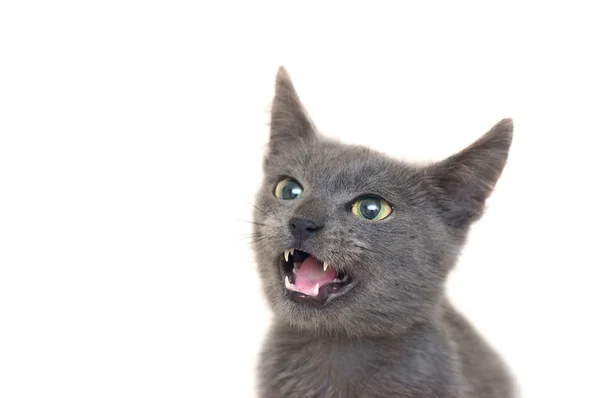 Wütende graue Katze mit gelb-grünen Augen und geöffnetem Maul — Stockfoto