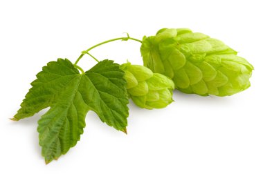 Fresh green Hop bunch on white clipart