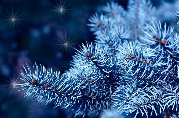 Magiczne gałęzie świerków niebieski w nocy — Zdjęcie stockowe