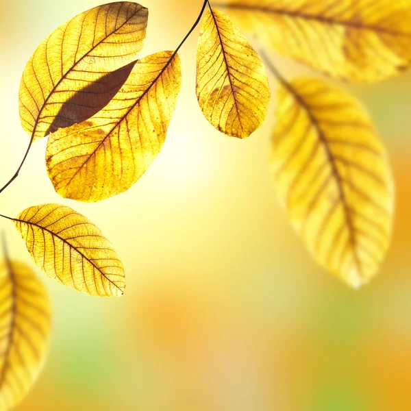 Hermosas hojas doradas de nogal en cálido rayo de sol. Otoño p — Foto de Stock