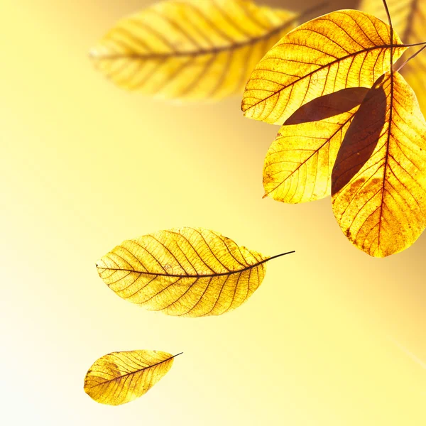 Vackra gyllene löv av valnötsträdet i varm solstråle. höstens p — Stockfoto