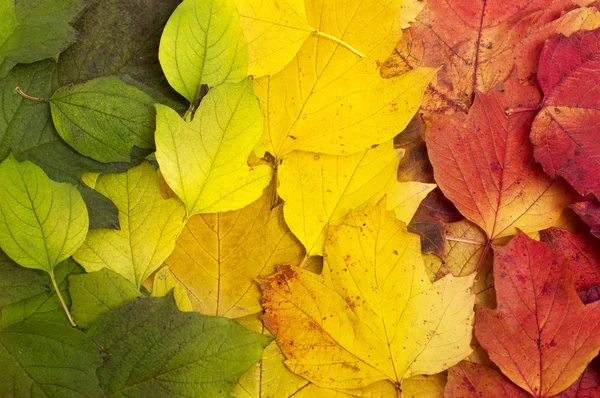 Hermosas hojas caídas en la línea de color del árbol: verde, amarillo , — Foto de Stock