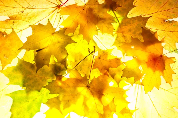 Höstlig bakrund. ljusa fallna maple leafs på sunbeam Royaltyfria Stockfoton