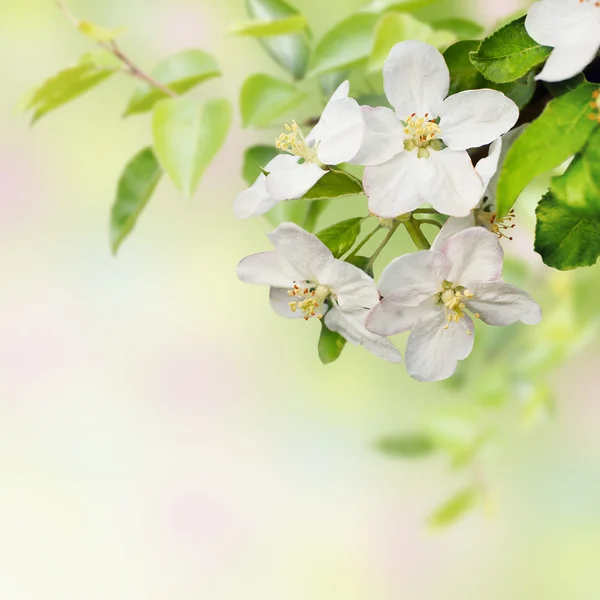 Vacker vår blommande äppelträd Stockbild