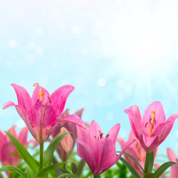 Belo prado com lírios rosa no dia ensolarado de verão . Imagens Royalty-Free