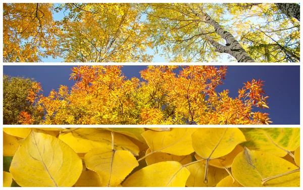 Set of autumnal background Stock Photo