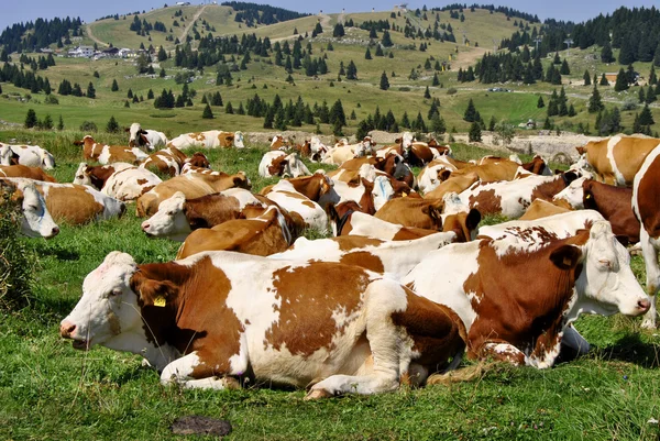 Αγελάδες — Φωτογραφία Αρχείου