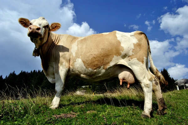 Kühe — Stockfoto