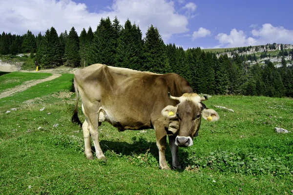 Kühe — Stockfoto