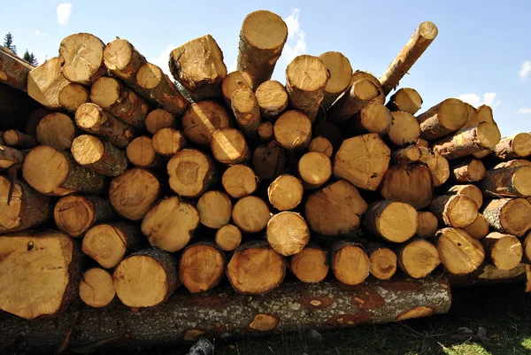 Corte madera — Foto de Stock