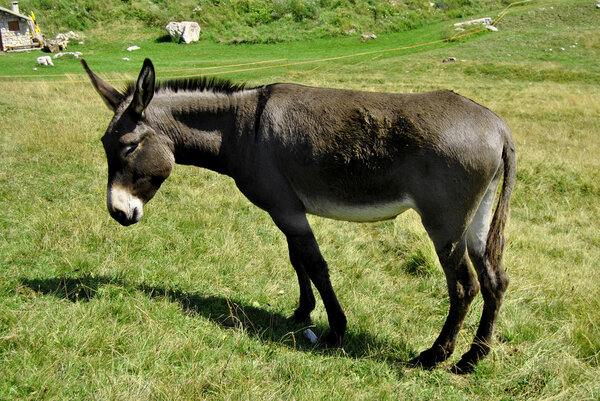 Donkey