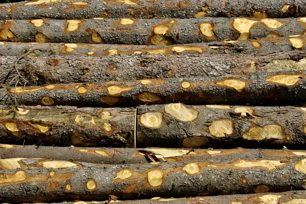Cięcie drewna — Zdjęcie stockowe
