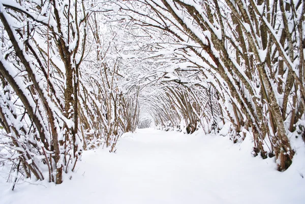 Nieves. — Foto de Stock