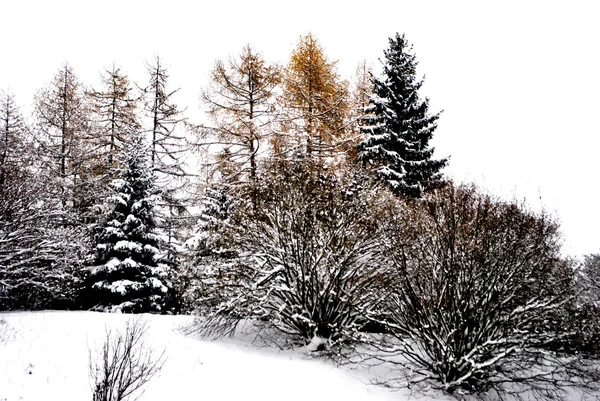 Blanco nieve —  Fotos de Stock